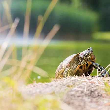 Appart hôtel Badblick 3*