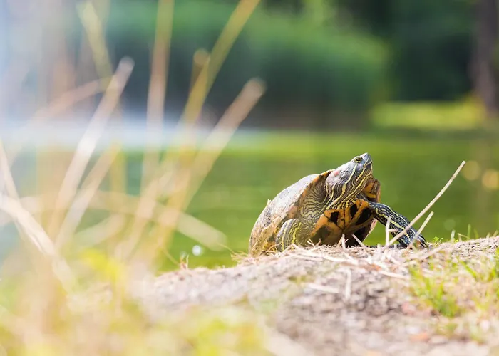 Aparthotel Badblick 3*